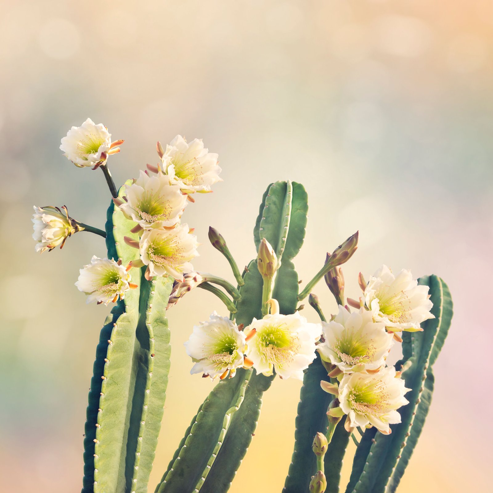 Sacred Cactus Ceremony