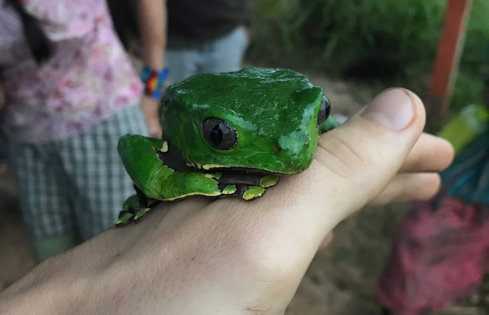 Kambo Ceremony: Amazon frog medicine