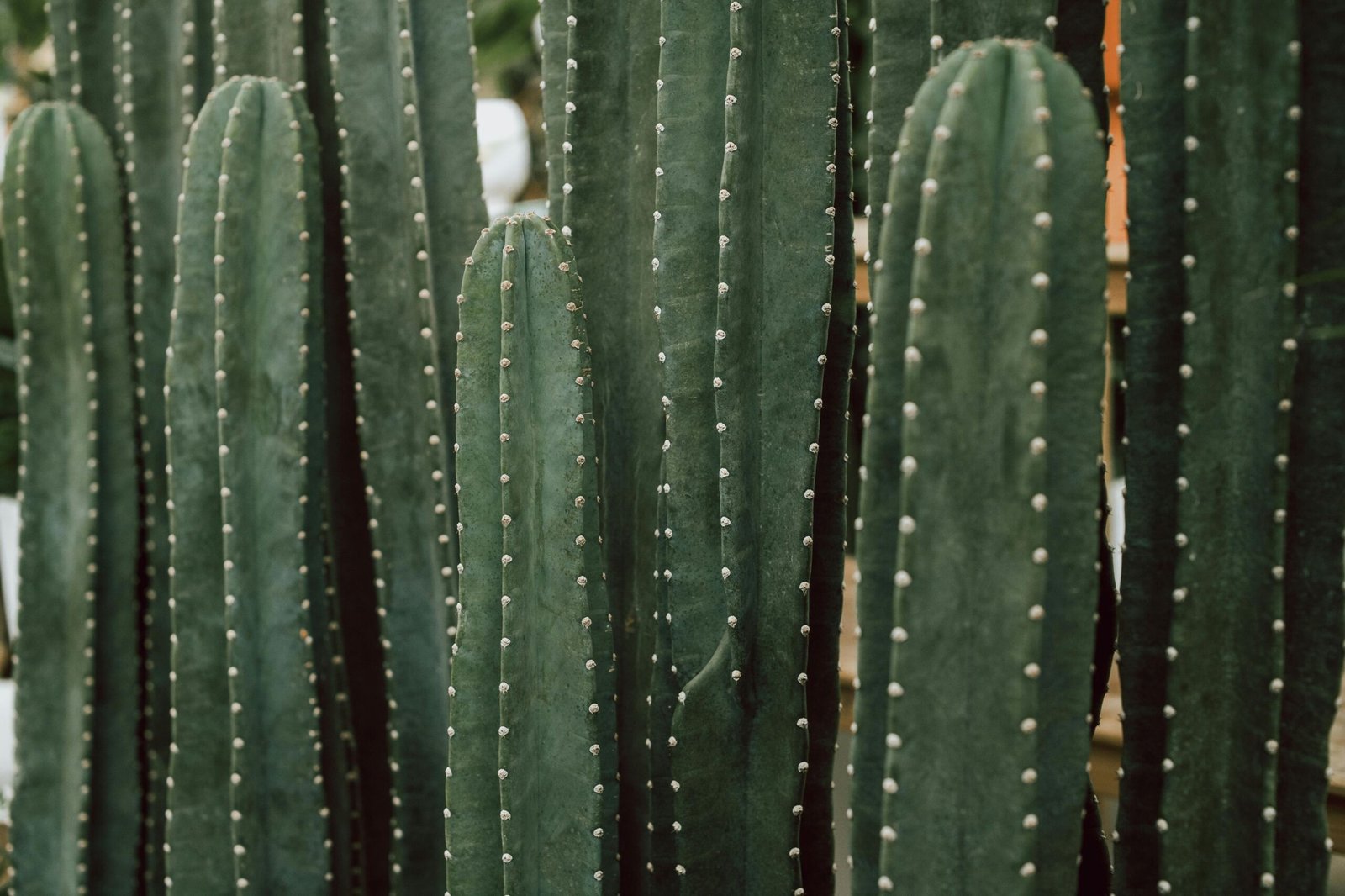 Sacred Cactus Ceremomy